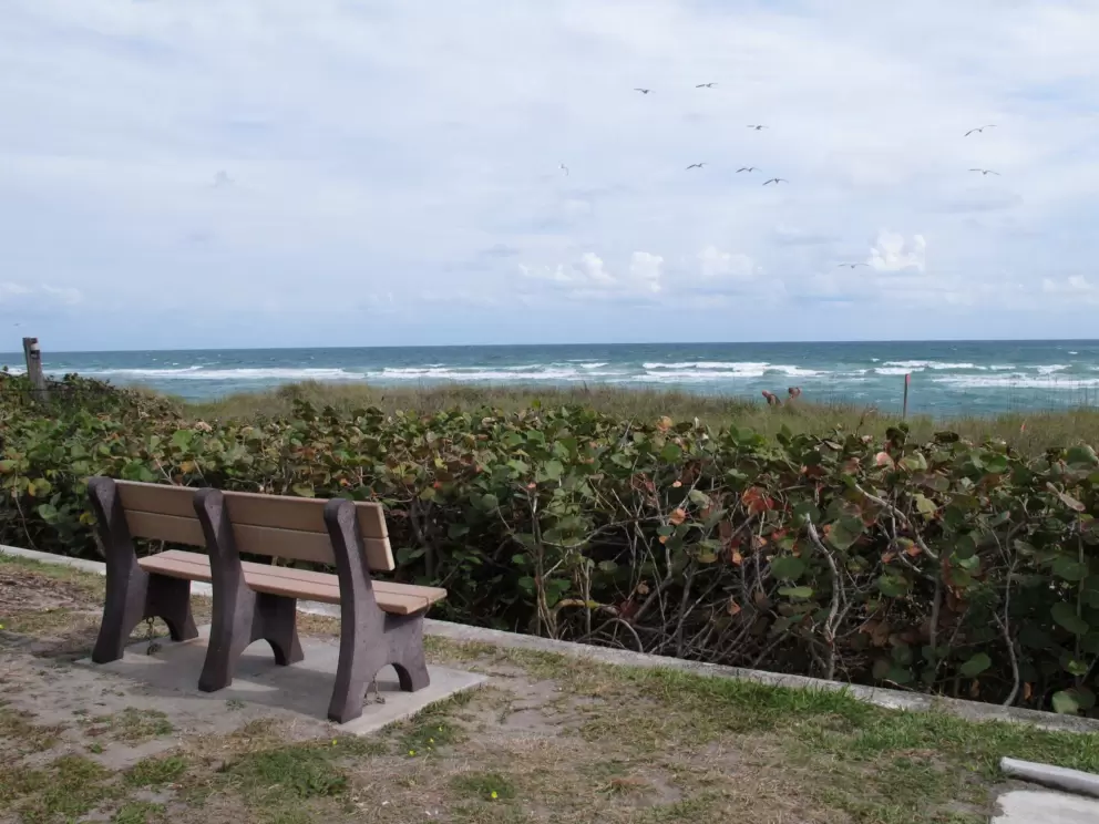 Bench, and birds flying by. 