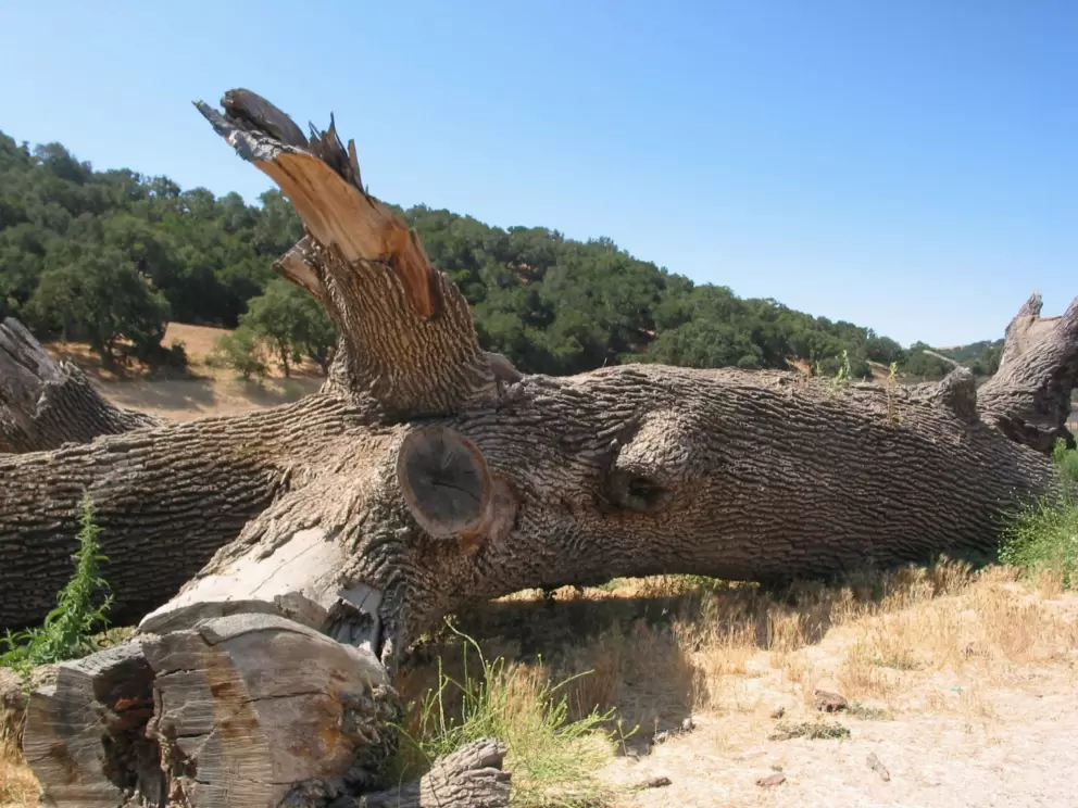 Huge, fallen tree.