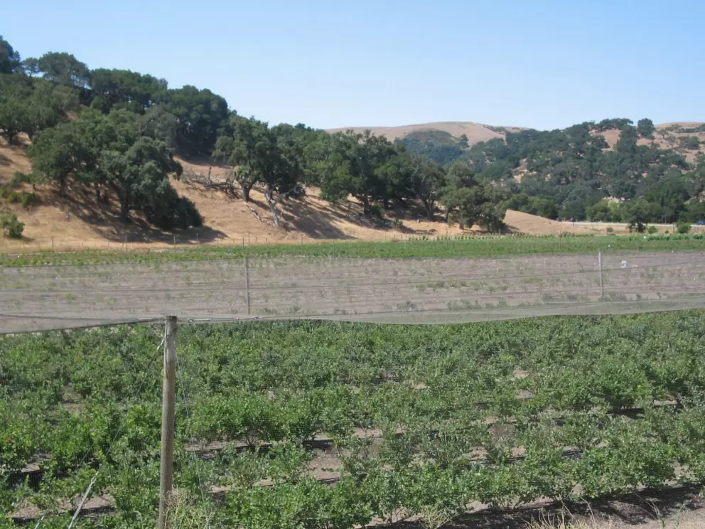 Rows upon rows of blueberry bushes, under netting, with oak-covered hills behind.