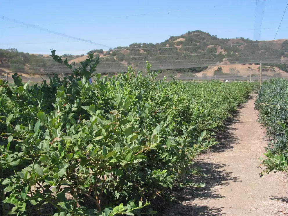 Under the netting, picking blueberries!