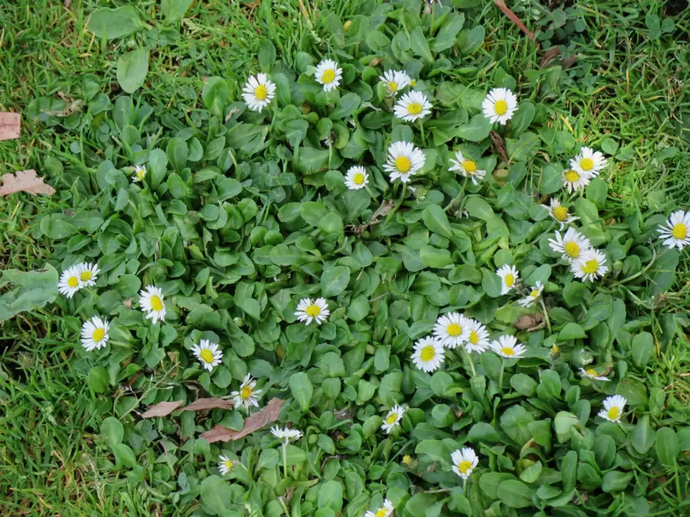 Daisies in the grass! I love these!