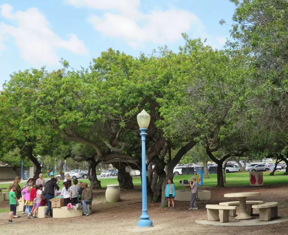 Picnic tables by some trees.