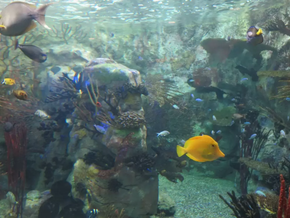 Tropical fish.