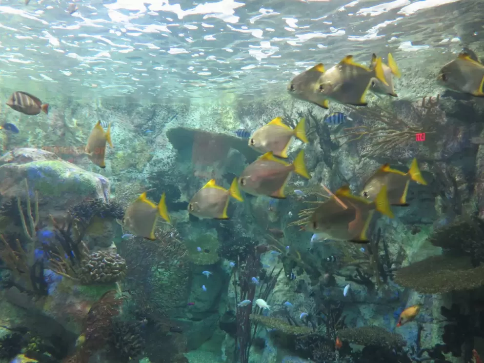 Tomini tang fish. How beautiful!
