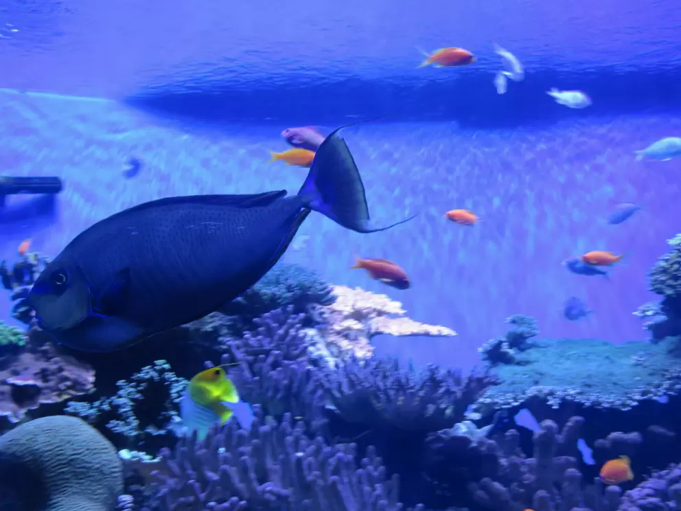 Blue fish with a lovely-shaped fin.