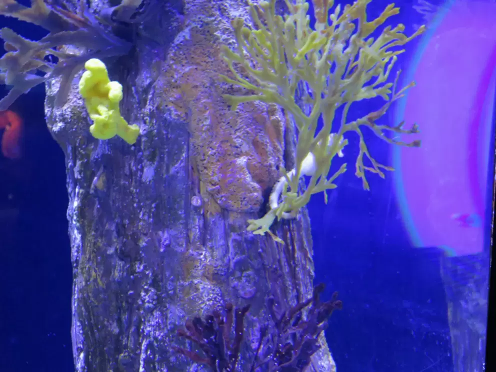 Seahorse holding onto seaweed with its tail.