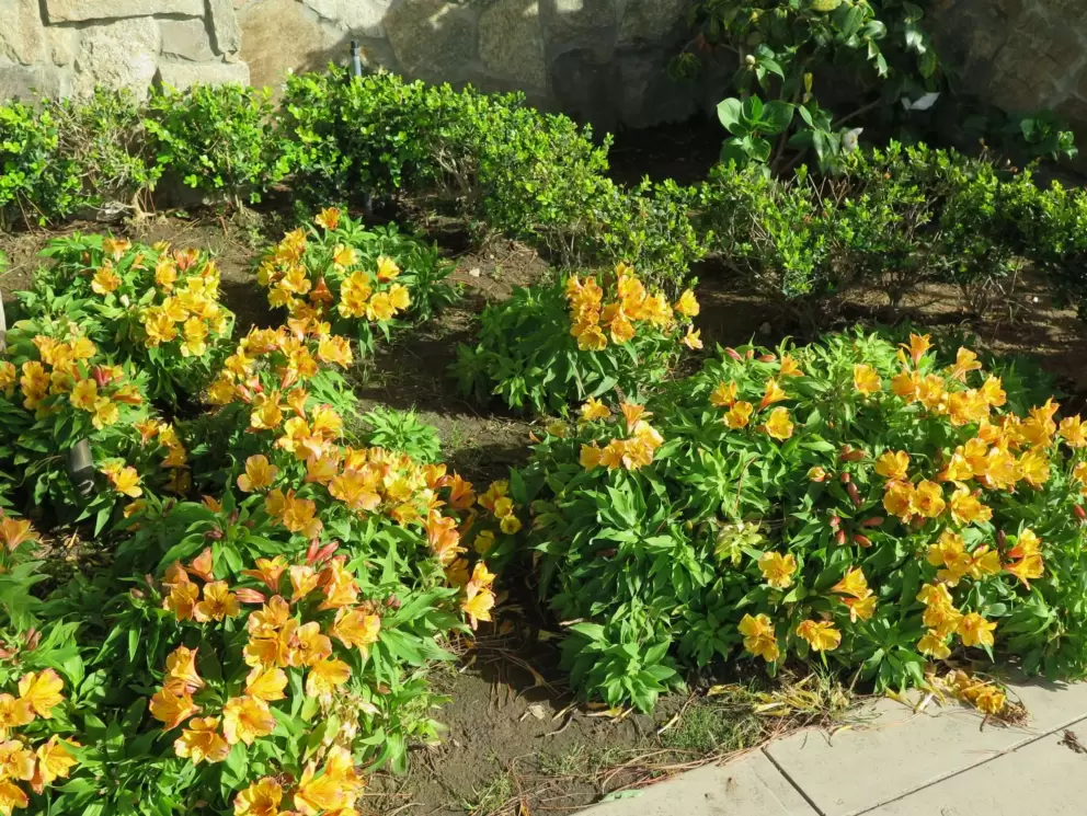 Orange flowers along the sidewalk on Isabella Ave.