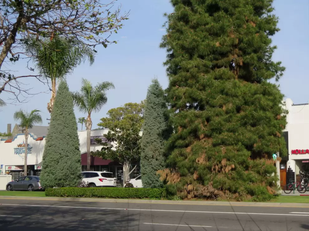 Beautiful trees along Orange Ave!