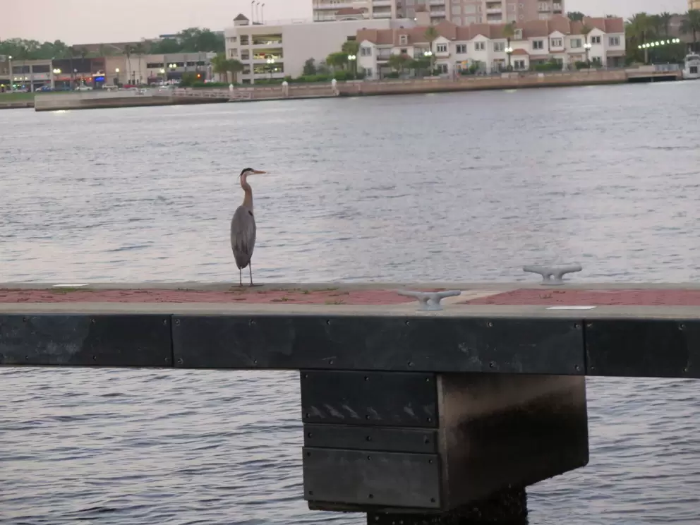 Blue heron checking out the expanse of river.