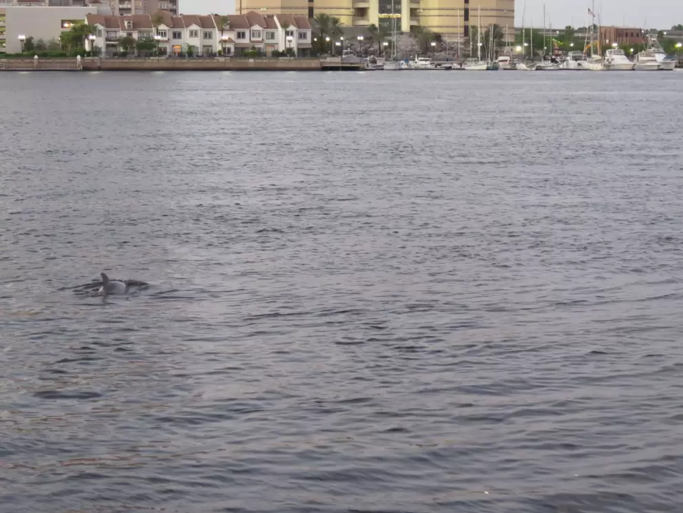 Dolphin swimming in a graceful arc.