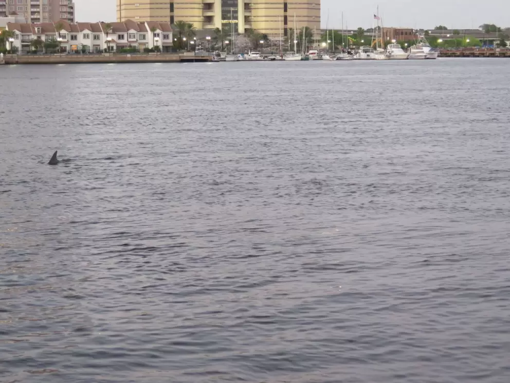 Dolphin fin in the water.