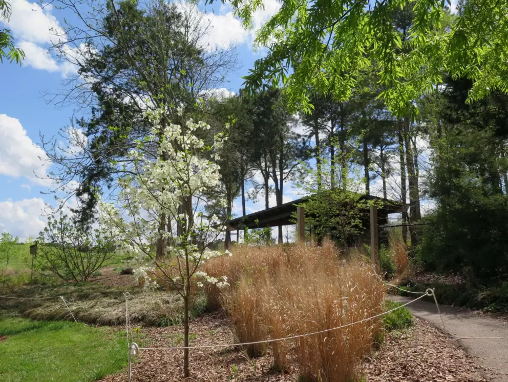 Spring tree and ornamental grasses. 