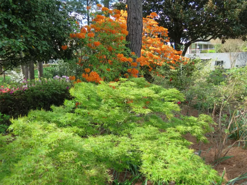 Japanese maple and orange azalea.