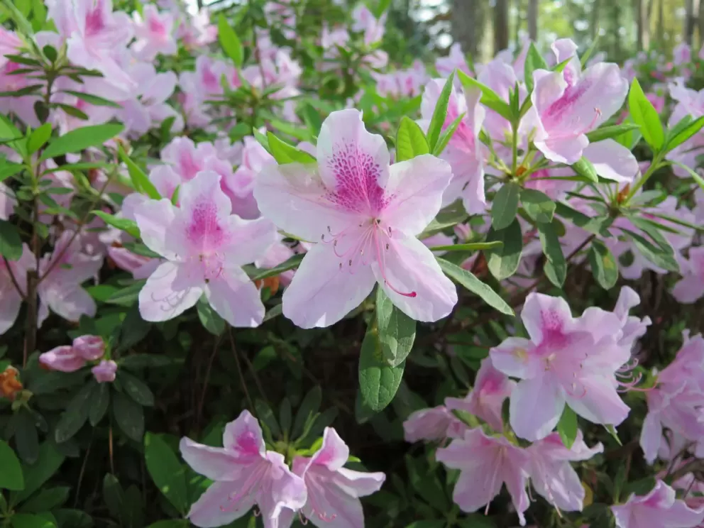 White and purple azalea flowers.