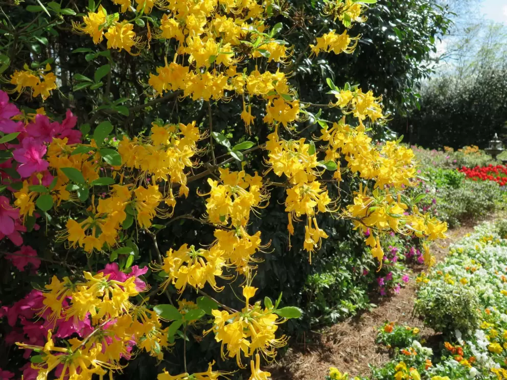 Honeysuckle in the sunlight.