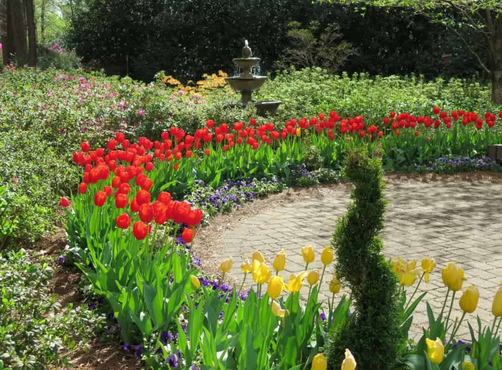 Red tulips in a ring.
