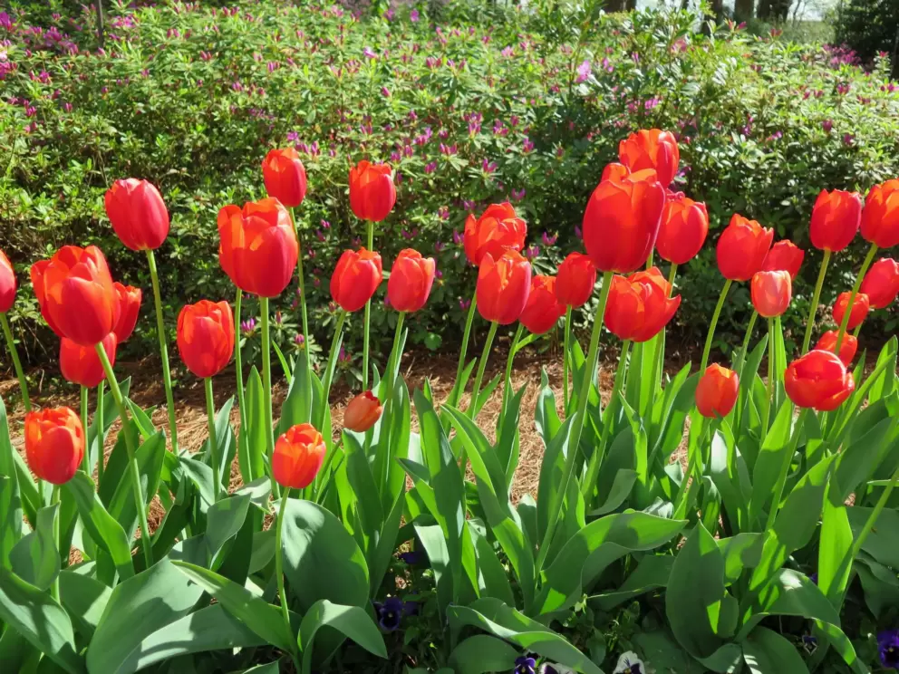 Red tulips are gorgeous.