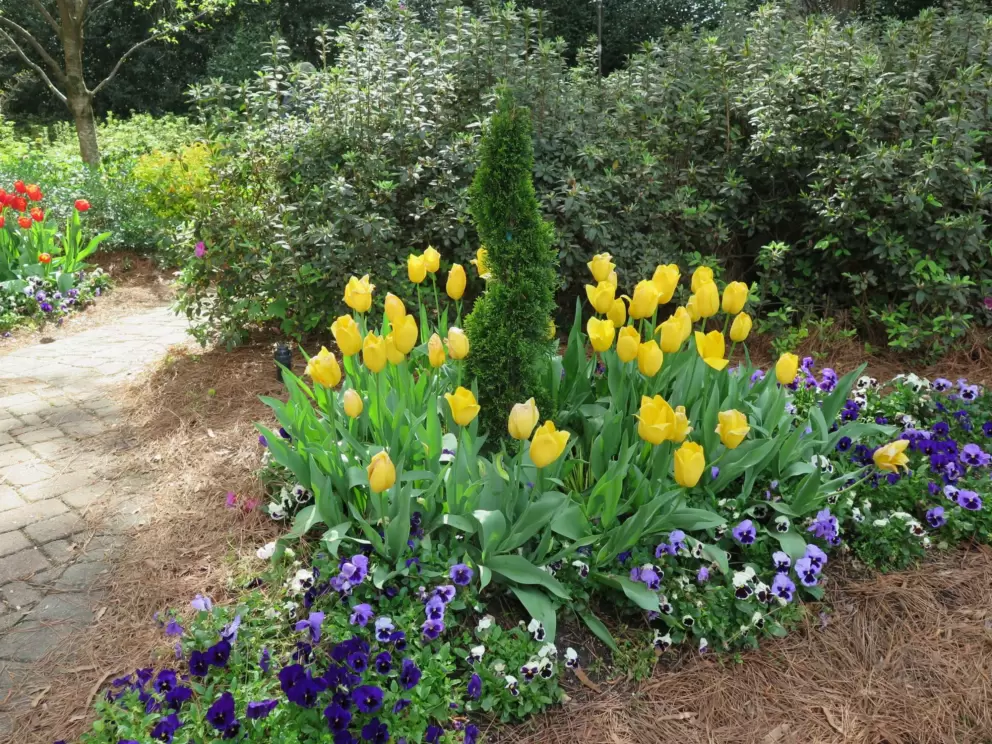 Yellow tulips and pansies.