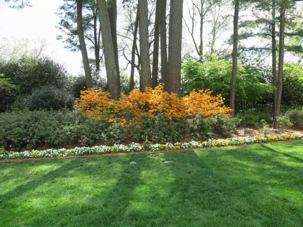 Orange azalea and sun on the lawn.