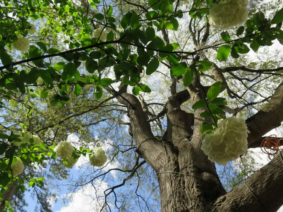Looking up at flowers and a tree.