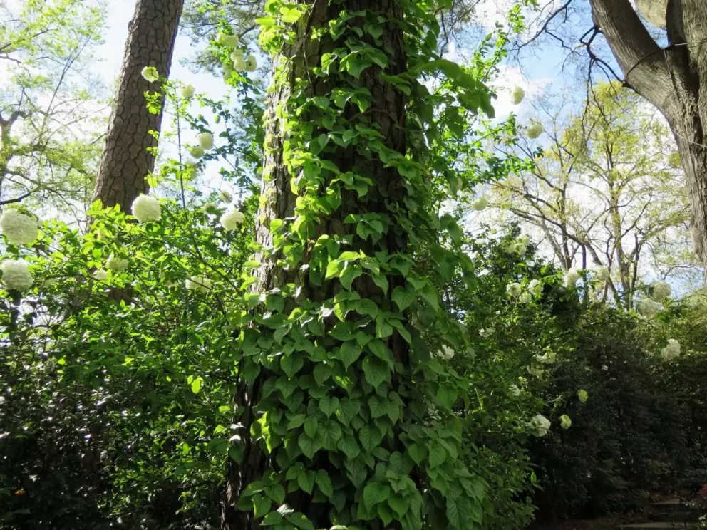 Vine.