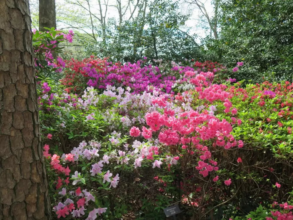 Azalea in many colors. 