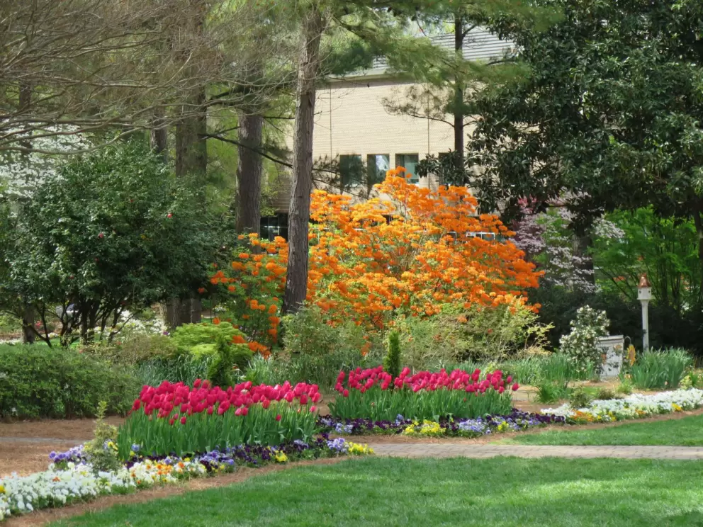 Orange azalea bush and flower beds.