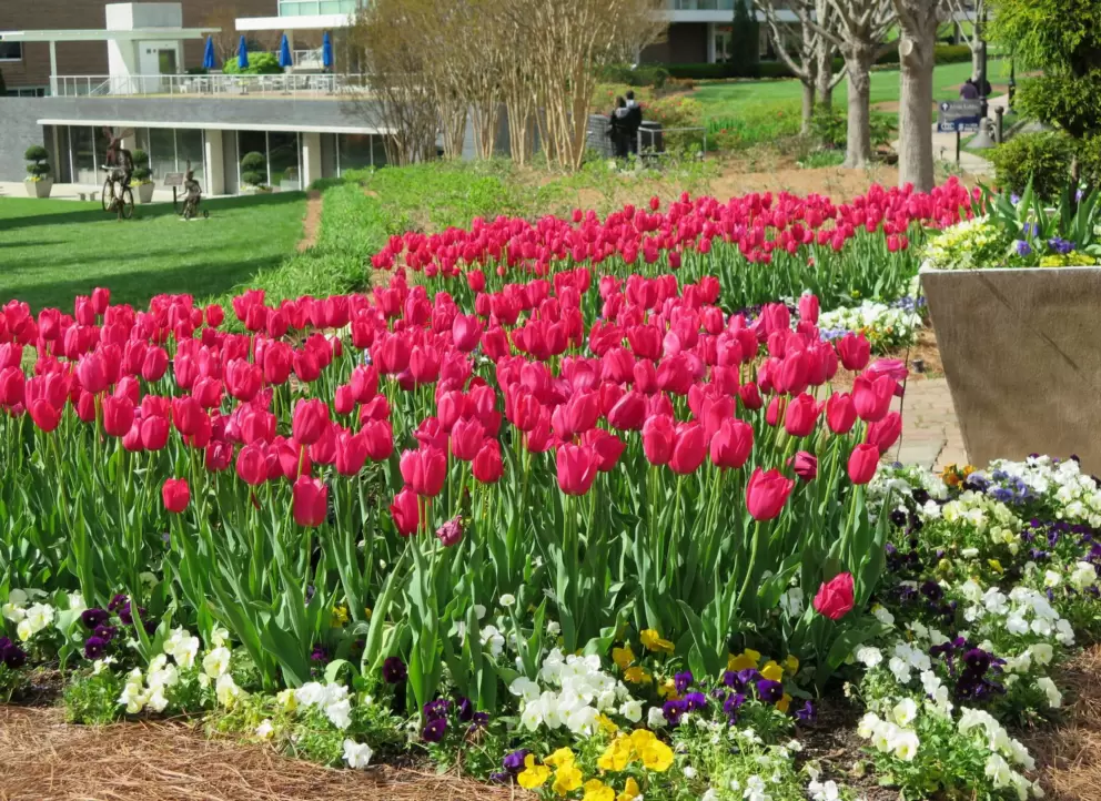 Dark pink tulips and pansies.