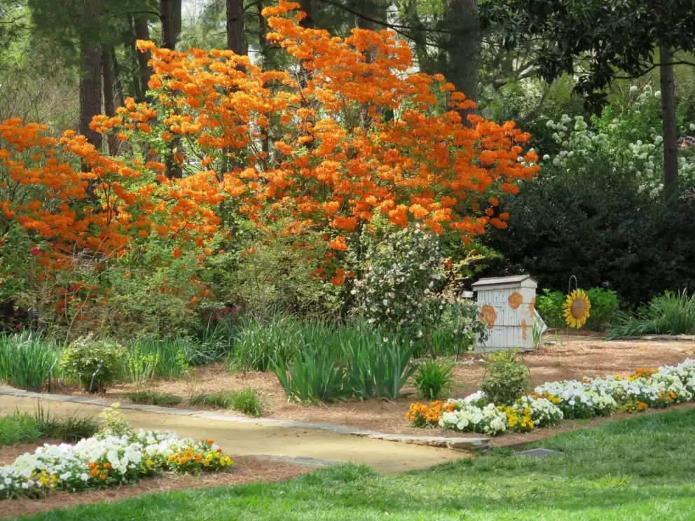 Orange azalea bush and flower beds, in the late afternoon.