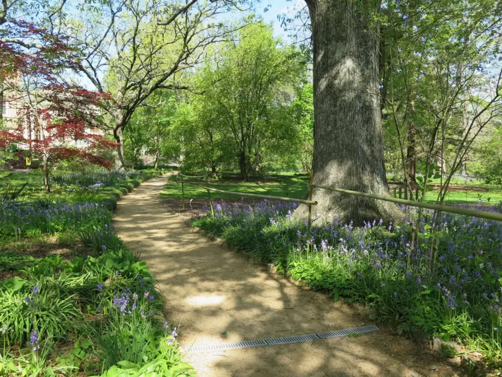 Blue flowers along the path.
