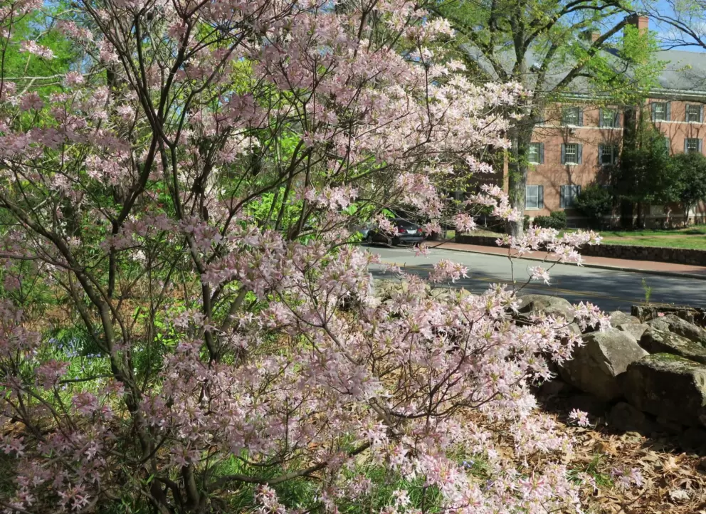 Spring blossoms in April.