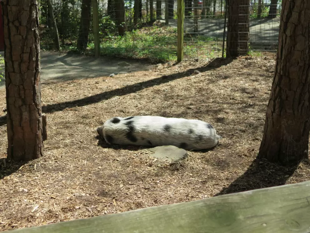Pig in the sun.