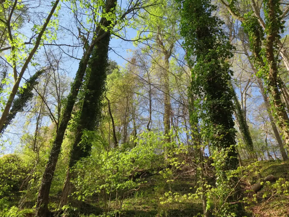 The walk in the forest is a fun addition to your outing!