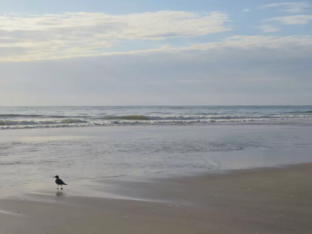 Lone bird at the shore.
