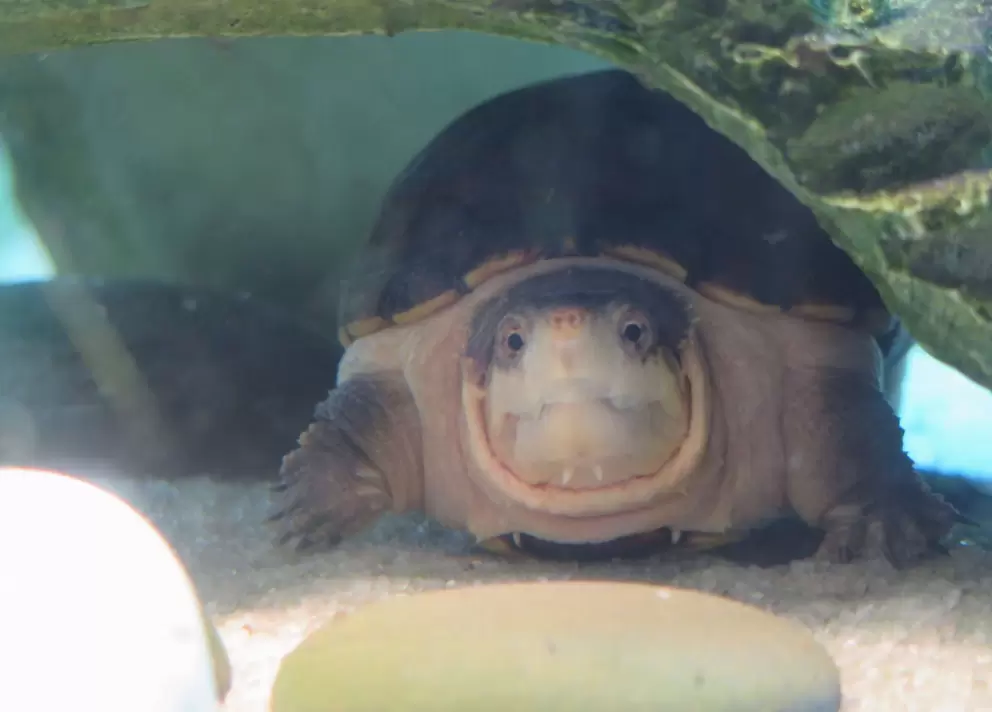 Striped mud turtle.