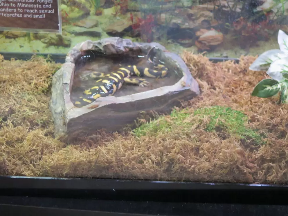 Eastern Tiger Salamander.