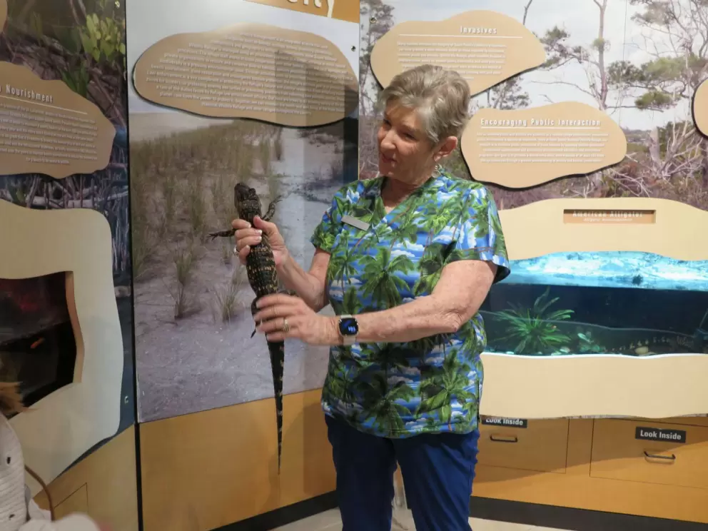 Baby alligator, held by a volunteer.