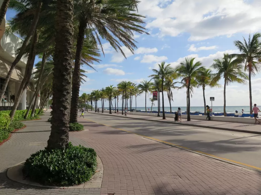Rows of canary palms on Highway A1A.