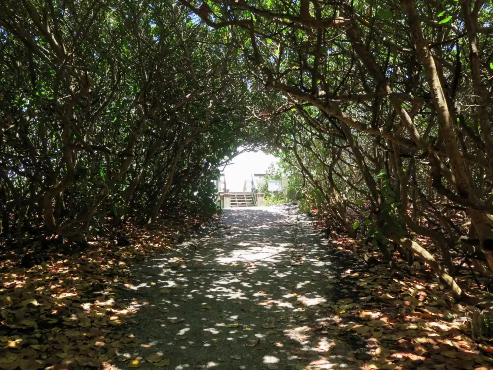 Tunnel of trees.
