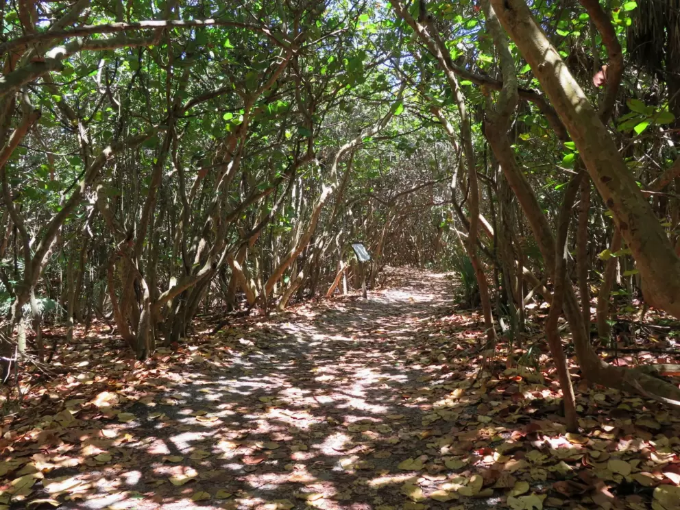 Shady walk to the beach.