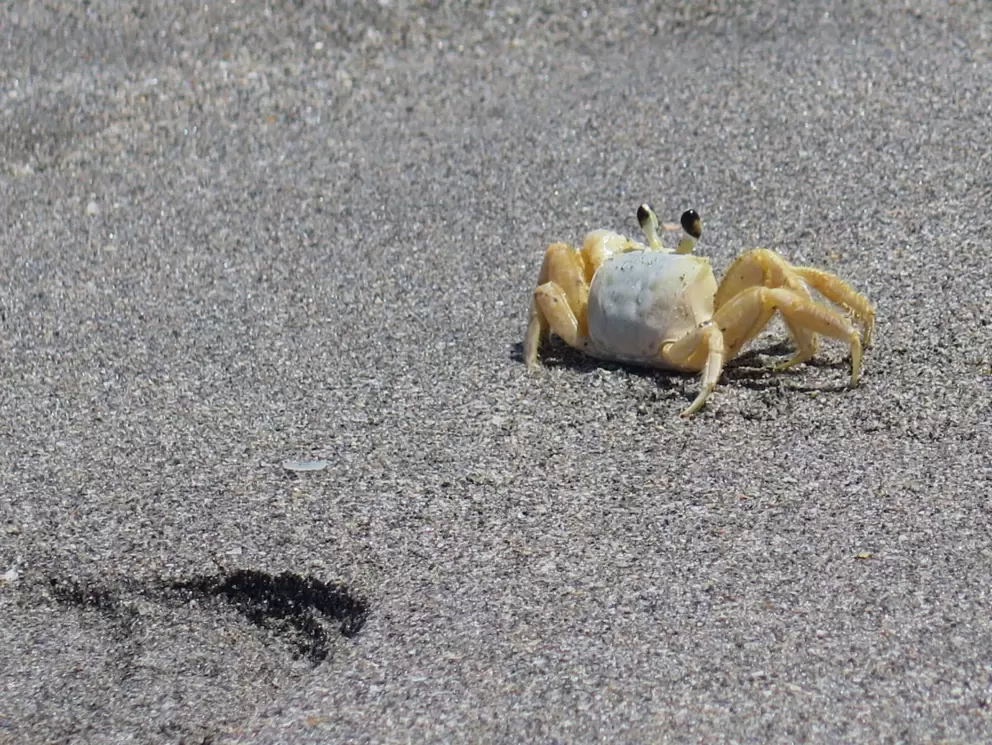 Atlantic ghost crab exploring the beach.
