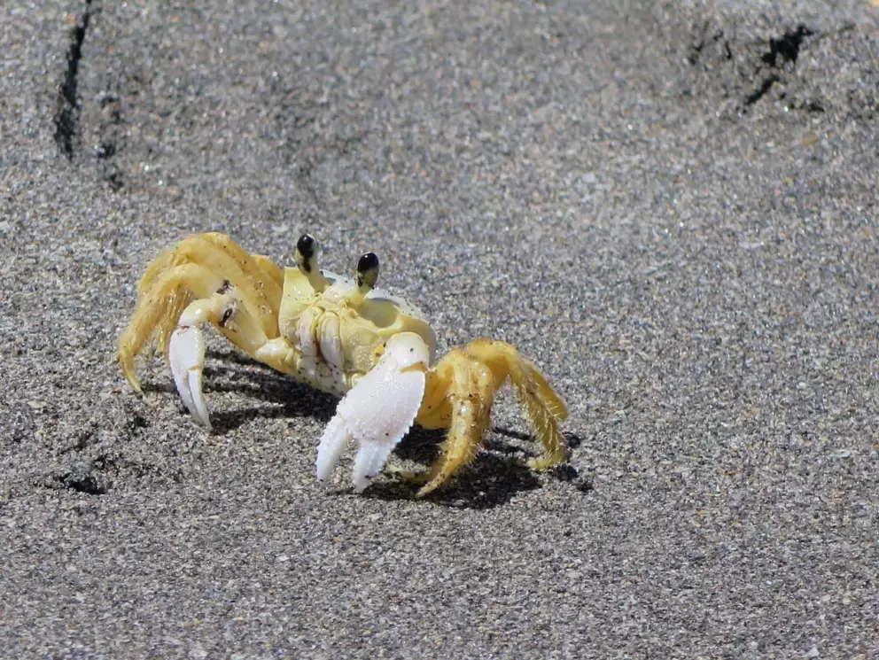 Yellow crab with a beautiful claw. It's called Atlantic ghost crab. 
