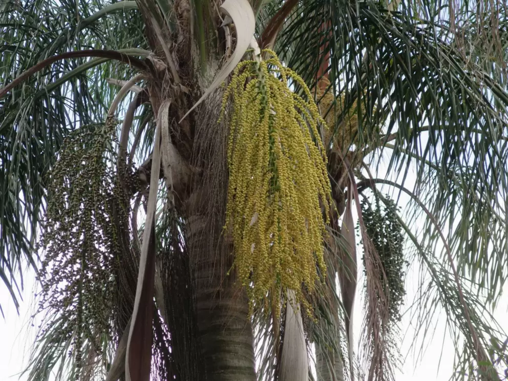 Flowering palm.
