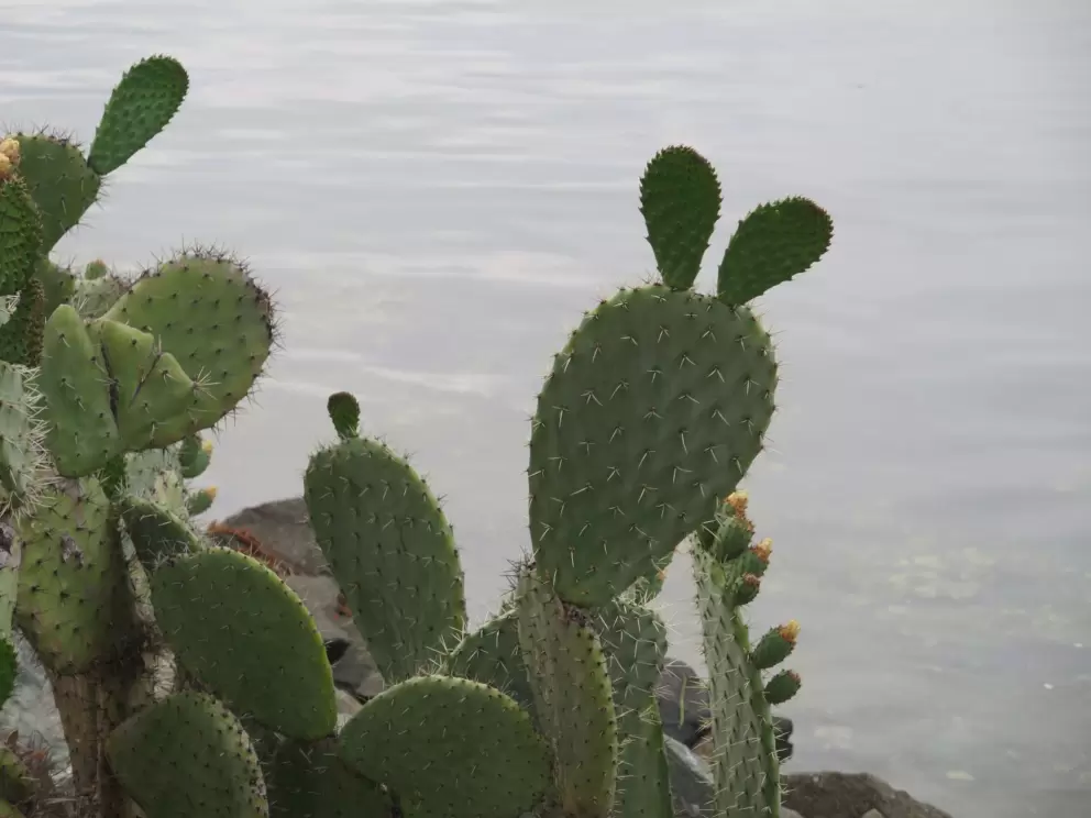 Cactus by the water. 