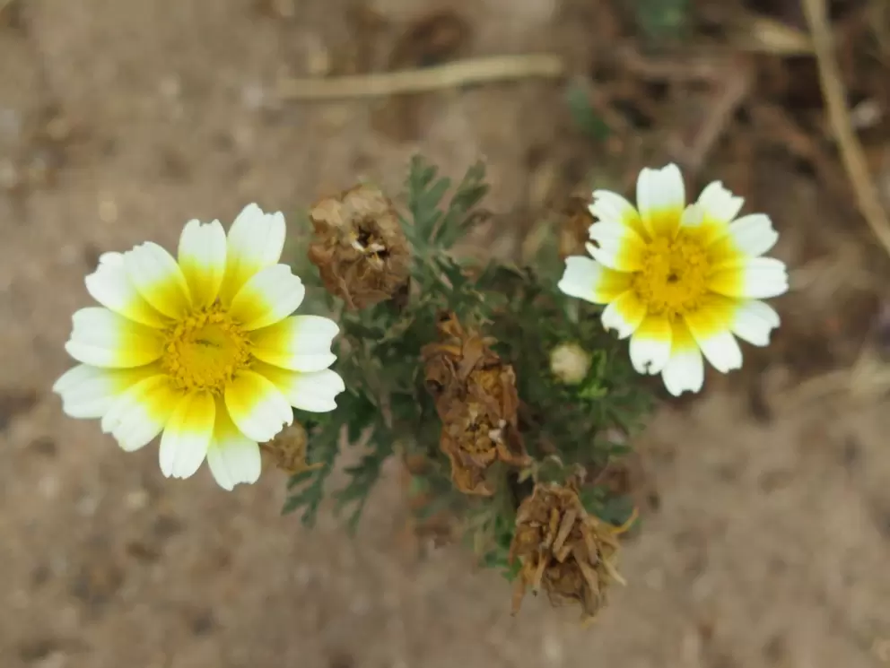 I love these flowers! Yellow in the center and white around the edges. Perfection.