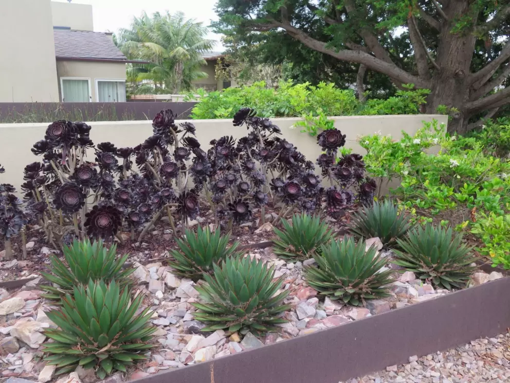 Black flowers are amazing!
