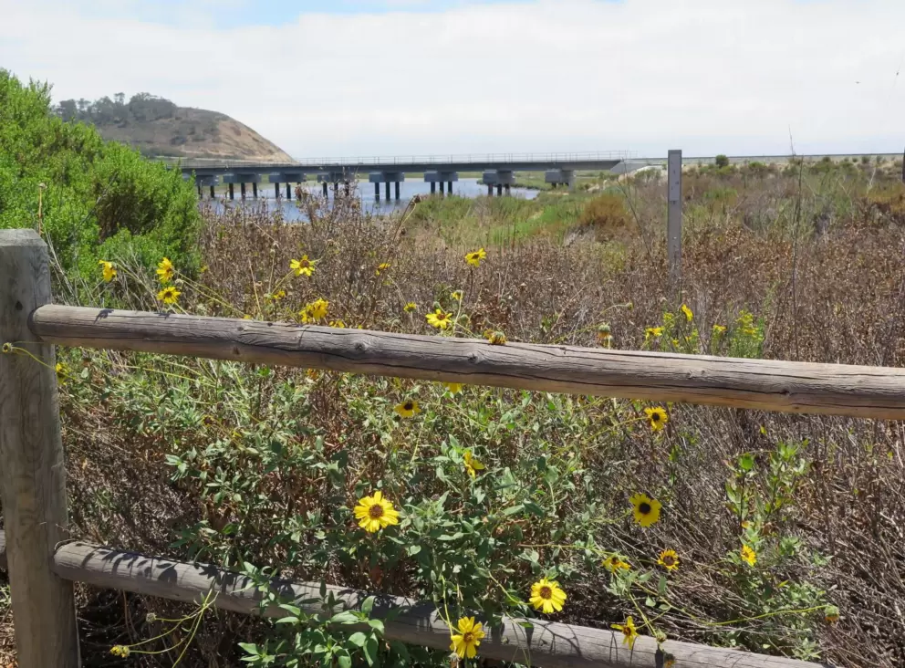 Yellow beach daisies at the lagoon.