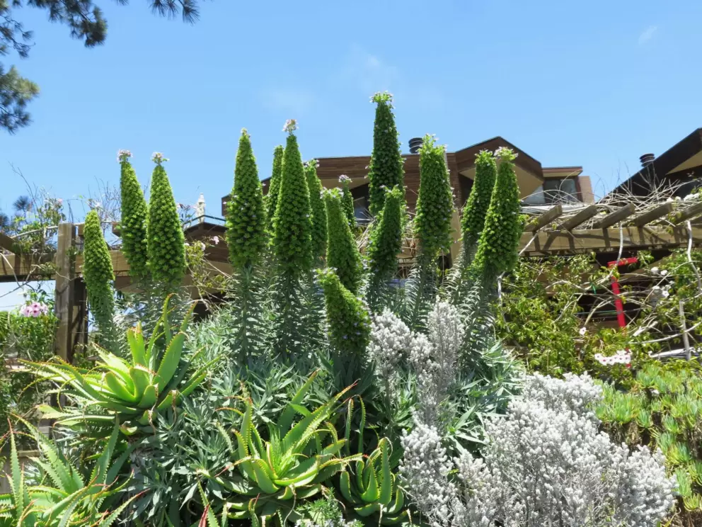 Desert plants in bright colors.