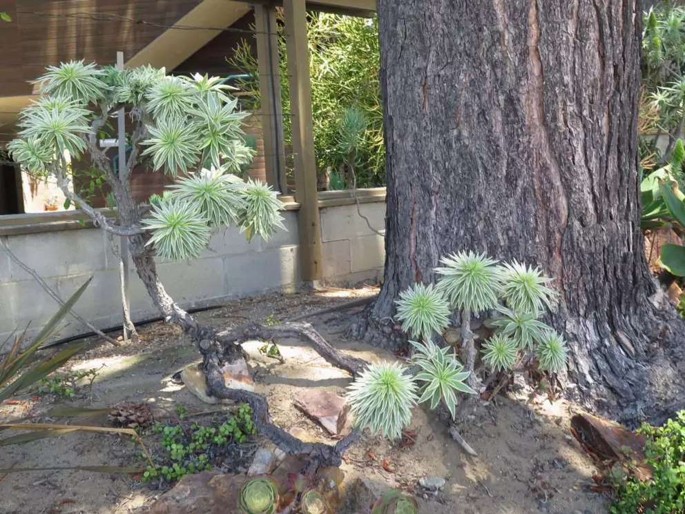 Silvery plants in striking star shapes.