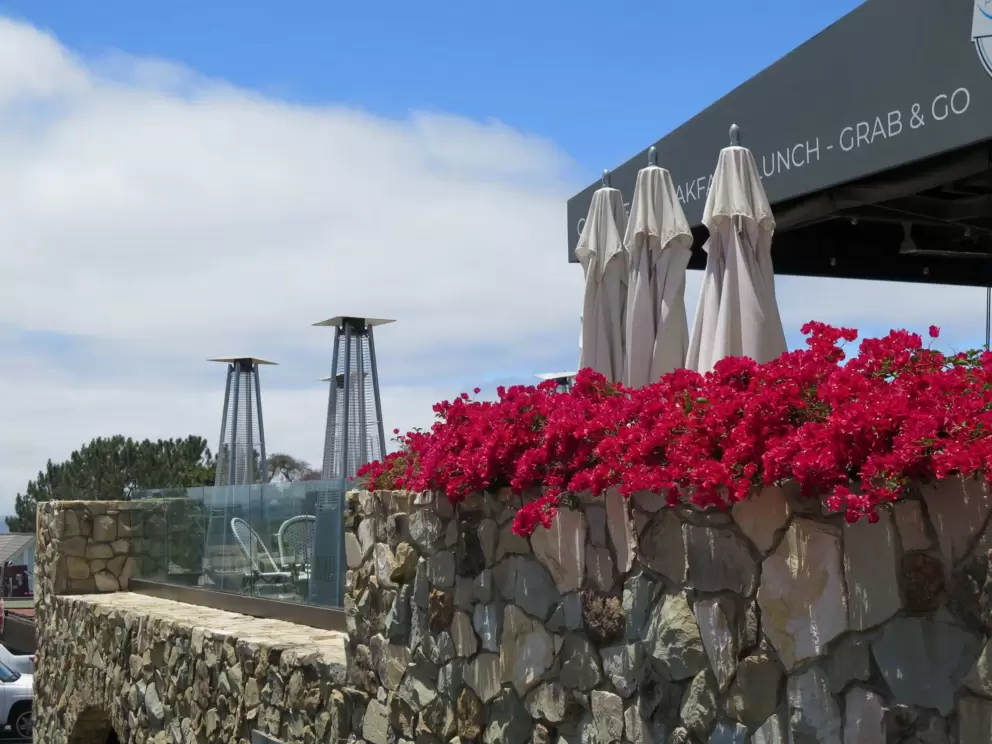 Dark pink bougainvillea outside Pacifica Seafood.